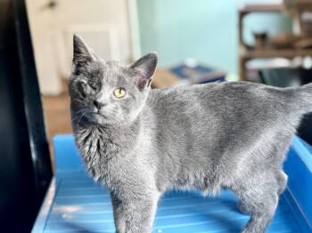 Russian Blue Cats Available for Adoption in Lucedale, Mississippi - Fish | PetCurious