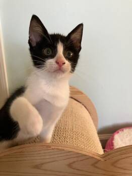 Soba -  Domestic Short Hair Cat for Adoption in Evans, Georgia - Soba | PetCurious