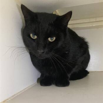 Rescue Domestic Short Hair Cats for Adoption in Long Beach, California - Velvet | PetCurious