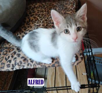 Alfred -  Domestic Short Hair Cat for Adoption in Maple Shade, New Jersey - Alfred | PetCurious