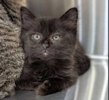 Frog Pond Farm -  Domestic Long Hair Cat for Adoption in Sherwood, Oregon - Frog Pond Farm | PetCurious
