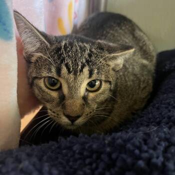 LOTUS -  Domestic Short Hair Cat for Adoption in Kyle, Texas - LOTUS | PetCurious