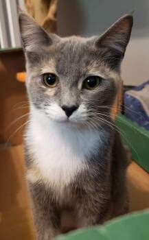 Magical Pegasus -  Domestic Medium Hair Cat Available for Adoption in Mount Laurel Township, New Jersey - Magical Pegasus | PetCurious