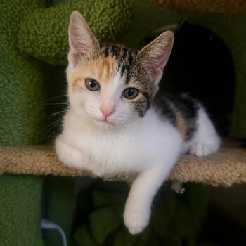 Bella -  Calico Cat for Adoption in San Juan Capistrano, California - Bella | PetCurious