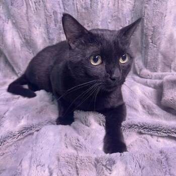 Vladimir -  Domestic Short Hair Cat for Adoption in Chaska, Minnesota - Vladimir | PetCurious