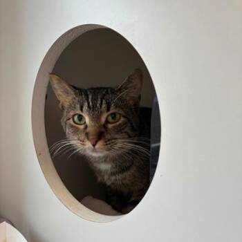Raisin -  Domestic Short Hair Cat for Adoption in Wheaton, Illinois - Raisin | PetCurious