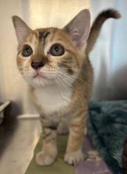 Watermelon - I AM AT PetSmart Northborough -  Domestic Short Hair Cat for Adoption in East Brookfield, Massachusetts - Watermelon - I AM AT PetSmart Northborough | PetCurious