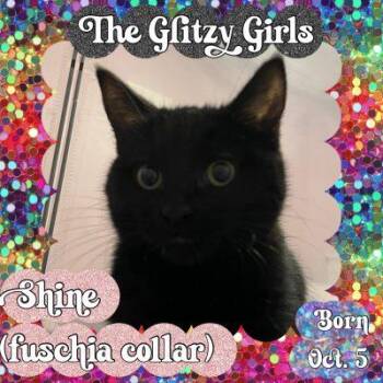 Bombay Cats Available for Adoption - SHINE | PetCurious