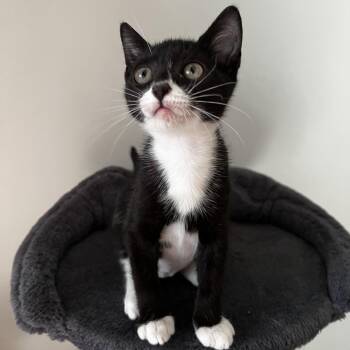 Rivian -  Domestic Short Hair Cat for Adoption in Buffalo, New York - Rivian | PetCurious