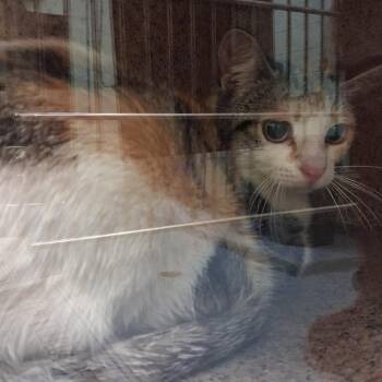 Domestic Short Hair Cats Available for Adoption in Lufkin, Texas - Fireball | PetCurious