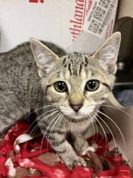 Wellsy -  Domestic Short Hair Cat for Adoption in Quakertown, Pennsylvania - Wellsy | PetCurious