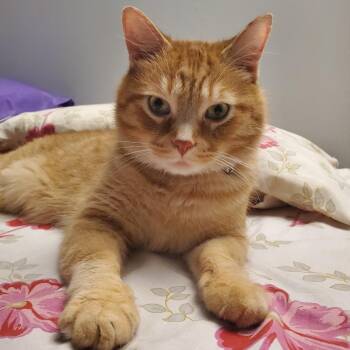 Rescue Domestic Short Hair Cats for Adoption in Evanston, Illinois - Sandstone | PetCurious