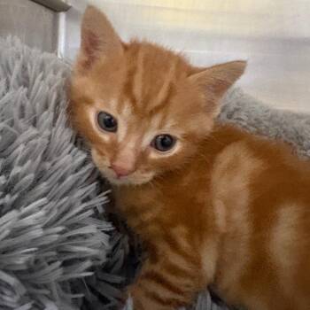 Harry -  Domestic Short Hair Cat for Adoption in Taos, New Mexico - Harry | PetCurious