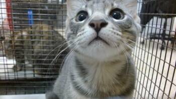 ARIEL -  Domestic Short Hair Cat for Adoption in Doral, Florida - ARIEL | PetCurious