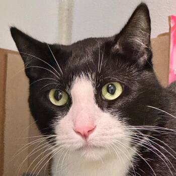 Sargento -  Domestic Short Hair Cat for Adoption in Decatur, Georgia - Sargento | PetCurious