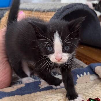 Crew -  Domestic Short Hair Cat for Adoption in East Hanover, New Jersey - Crew | PetCurious