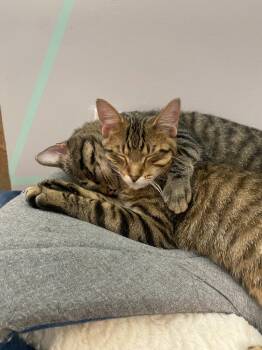 Rescue Domestic Short Hair Cats for Adoption in Minneapolis, Minnesota - Justin Jefferson (JJ) / Lucien | PetCurious