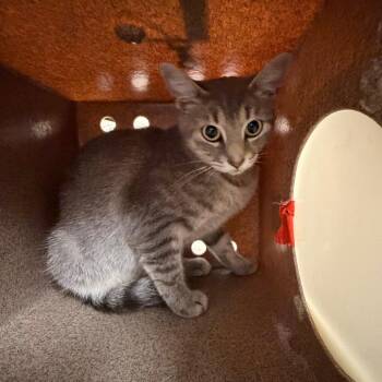 Ella -  Domestic Short Hair Cat for Adoption in Birmingham, Alabama - Ella | PetCurious