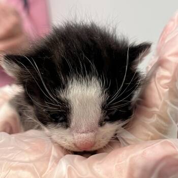 Rowan -  Domestic Short Hair Cat for Adoption in Las Vegas, Nevada - Rowan | PetCurious