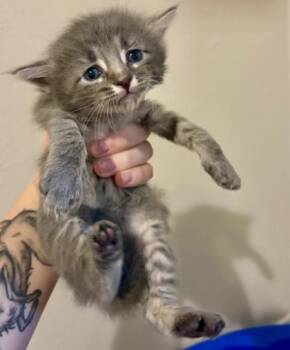 Myers (pre adopt) -  Domestic Short Hair Cat for Adoption in Fort Worth, Texas - Myers (pre Adopt) | PetCurious
