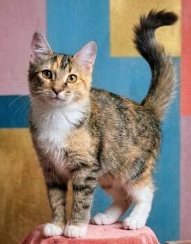 Ella Mae -  Calico and Domestic Medium Hair Cat for Adoption in Theodore, Alabama - Ella Mae | PetCurious