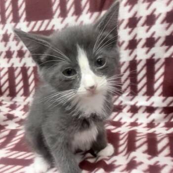 Carmine -  Domestic Short Hair Cat for Adoption in Jupiter, Florida - Carmine | PetCurious