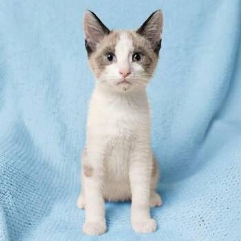 Spicer -  Siamese Cat for Adoption in Wyandotte, Michigan - Spicer | PetCurious