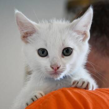 Rescue Domestic Short Hair Cats for Adoption in Dallas, Texas - Comet | PetCurious