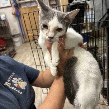 Rescue Domestic Short Hair Cats for Adoption in Hinesville, Georgia - Grits | PetCurious