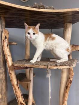 Simba -  Domestic Short Hair Cat Available for Adoption in Chisholm, Minnesota - Simba | PetCurious