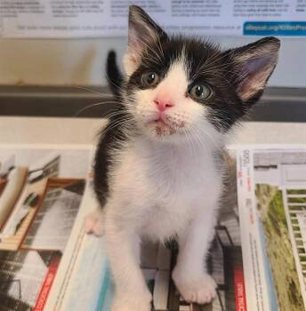 CASTLE -  Domestic Short Hair Cat for Adoption in San Antonio, Texas - CASTLE | PetCurious
