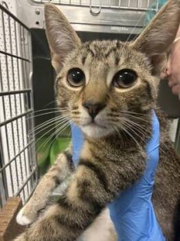 Apollo -  Domestic Short Hair Cat for Adoption in Daytona Beach, Florida - Apollo | PetCurious