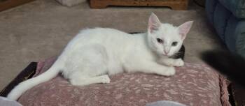 Anchovey -  Domestic Short Hair Cat for Adoption in South Bend, Indiana - Anchovey | PetCurious