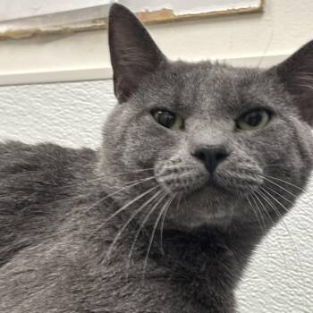 Domestic Short Hair Cats Available for Adoption in Philadelphia, Pennsylvania - French Fry | PetCurious