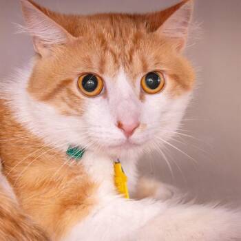MR KITTY -  Domestic Short Hair Cat for Adoption in St. Louis, Missouri - MR KITTY | PetCurious