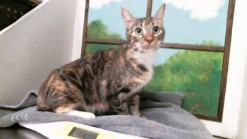 A2097040 -  Domestic Short Hair Cat for Adoption in Houston, Texas - A2097040 | PetCurious
