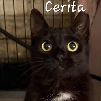 Domestic Short Hair Cats Available for Adoption in Waldorf, Maryland - Cerita | PetCurious