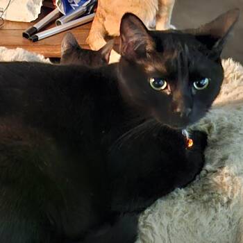 Winston -  Domestic Short Hair Cat for Adoption in Dallas, Texas - Winston | PetCurious