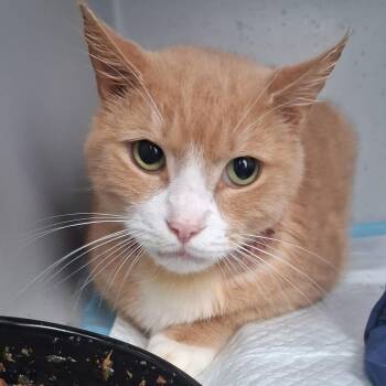 Tofu Tiger -  Tabby and Domestic Short Hair Cat for Adoption in Columbia, South Carolina - Tofu Tiger | PetCurious