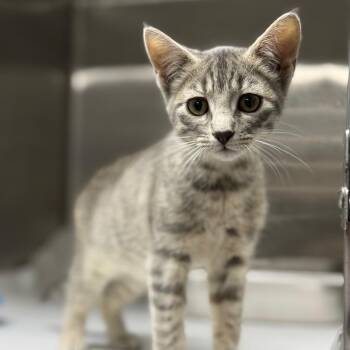 Domestic Short Hair Cats Available for Adoption - Lydia | PetCurious
