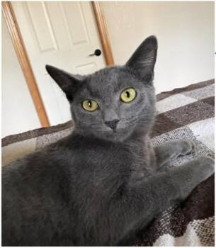 Rowan -  Domestic Short Hair Cat for Adoption in Eugene, Oregon - Rowan | PetCurious