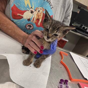 Dopey (orange collar) -  Domestic Short Hair Cat for Adoption in Chattanooga, Tennessee - Dopey (orange Collar) | PetCurious