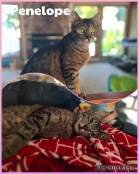 Penelope -  Domestic Short Hair Cat for Adoption in Newberg, Oregon - Penelope | PetCurious