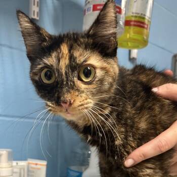 Sophie -  Domestic Short Hair Cat for Adoption in Newport, North Carolina - Sophie | PetCurious