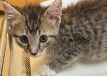 ROSS -  Domestic Short Hair Cat for Adoption in Elizabethton, Tennessee - ROSS | PetCurious