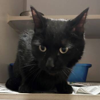 Slate -  Domestic Short Hair Cat for Adoption in Mason City, Iowa - Slate | PetCurious