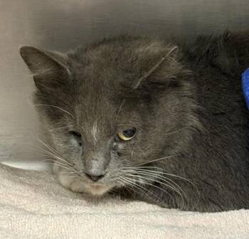 Domestic Long Hair Cats Available for Adoption in Salisbury, Maryland - Gecko | PetCurious