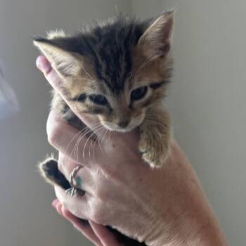 Domestic Short Hair Cats Available for Adoption in Boerne, Texas - Tiny Tornado | PetCurious