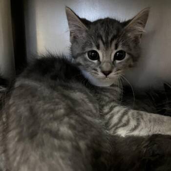 Tikka -  Domestic Medium Hair Cat for Adoption in Cheyenne, Wyoming - Tikka | PetCurious