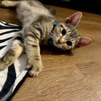 Matilda Mesha -  Domestic Short Hair Cat for Adoption in South Burlington, Vermont - Matilda Mesha | PetCurious